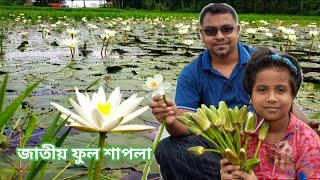 বাংলাদেশের জাতীয় ফুল শাপলা আজকে আমরা শাপলা ফুল সংগ্রহ করতে যাচ্ছি  Bangladesh vlog