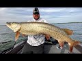 4 MUSKIES in 2 Hours | Leech Lake | Musky Buddy