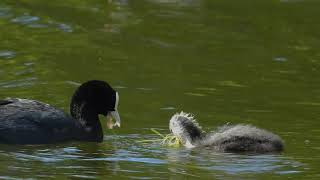 Birding Therapy | Eurasian Coot | Sothöna