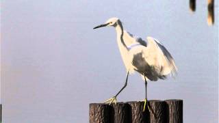 コサギの飛来 Coming flying of the little egret