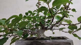 Quá trình tạo ra một cây sung bonsai mini lùn lực từ cây con.