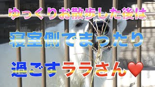 【円山動物園シロクマ】ゆっくりお散歩した後は寝室側でまったり過ごすララさん❤️