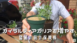 【梅雨対策】ガイラルディアガリアを挿し芽して増やす　挿し芽のペチュニアもすごい【園芸】@oniduka