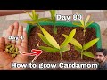 How to grow Cardamom from seeds, How to grow elaichi