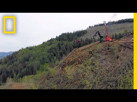 Does clear-cutting cause deforestation?