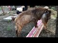 diy goat bench