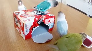 ボタンインコ　ウロコインコ　箱遊び②