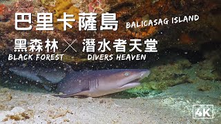 【菲律賓 巴里卡薩島Balicasag Island】 探索潛點黑森林、潛水者天堂。SCUBA DIVING in Black Forest、Divers Heaven in Philippines.