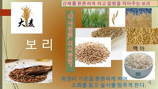 약선본초학23  소화기를 튼튼하게 하고 생활습관병을 예방하는 보리+한국약선요리협회