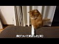 🤔こうなったら体温計で遊ばせてみた！！サクラ遊べてる？😉【ソマリ猫】