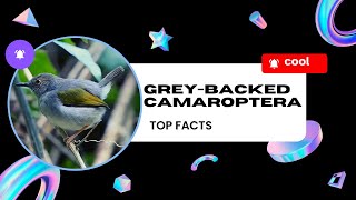 grey-backed camaroptera facts 🦜 resident breeder in Africa south of the Sahara Desert