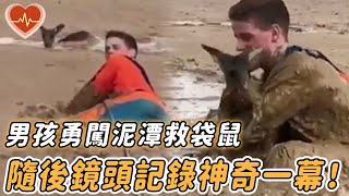 小袋鼠深陷泥潭氣息漸弱，男孩30分鐘英勇營救，隨後鏡頭記錄神奇一幕！【救助 袋鼠 寶寶 可愛 泥潭 男孩 勇敢】