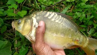 কাফু মাছ ধরা/ karfu fishing bait