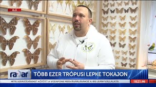 Radar - Több ezer trópusi lepke Tokajon (2023-01-09) - HÍR TV