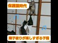 【保護猫時代】障子破りが楽しすぎる子猫ちゃんたち