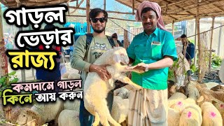 উত্তরবঙ্গের বড় ভেড়া গাড়লের হাট নাটোর তেবাড়িয়া 🇧🇩 Sheep Farming 🐏 গাড়ল পালন