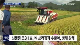 [목포MBC]벼도 지역맞춤시대..태풍도 끄덕없다