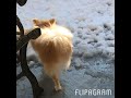 初めての雪にはしゃぐ犬