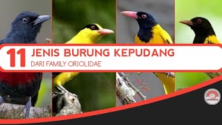 KEPODANG // 11 JENIS ADA DI INDONESIA.