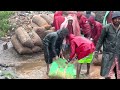 കാട്ടുപോത്ത് വിഹാരം കൊടൈക്കനാലിൽ poombarai kodaikanal bison on road