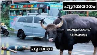 കാട്ടുപോത്ത് വിഹാരം കൊടൈക്കനാലിൽ | Poombarai Kodaikanal | Bison On Road