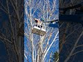 Cutting partially dead tree