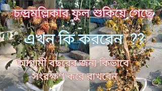 চন্দ্রমল্লিকা গাছে ফুল ফুটে যাওয়ার পর কি করবেন ?/What to do after flowering of chrysanthemum tree.