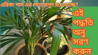 এরিকা পাম এর সম্পুর্ন পরিচর্যা/care of arica palm