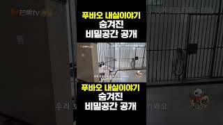 [한국농수산TV] 푸바오 내실을 공개합니다 #푸바오#러바오#아이바오