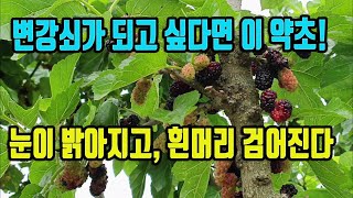 뽕나무-변강쇠가 되고 싶다면 이약초! 눈이 밝아지며, 흰머리가 검어지고, 머리가 총명해 진다