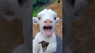 Trending Shorts #goat #funny #animals #dynasore