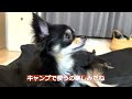 愛犬用キャンプギアを購入した【ドッグコット】