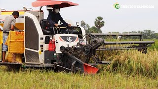 ម៉ាសុីនច្រូតស្រូវ Kubota​ Harvester Machine Working Skills At Rice Field | Agriculture Rice Farming