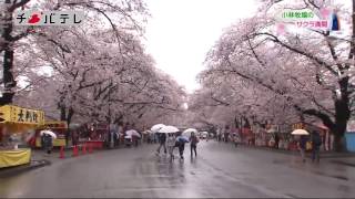 2017千葉の春・お花見・観光スポット特集「小林牧場(印西市）」【チバテレ公式】