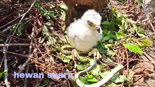 BERAGAM  RUPA MAKANAN ANAK ELANG YG KELAK HARUS DI BURU DI TANGKAP SENDIRI