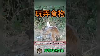 【奇幻一幕】花豹逮住小羚羊，但為何沒有一擊致命？#animal #animals #wildanimals #wildlife #動物世界 #nature #wild #獅子#野生