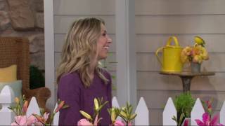 Cottage Farms 6-pc Fragrant Pretty in Pink Daylily Collection on QVC