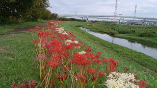 茅ヶ崎萩園小出川「彼岸花」20230922)