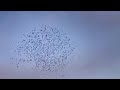 ♪鳥くん野鳥動画（千葉県手賀沼）ムクドリ群れ。ねぐら入り前2020.9