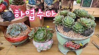 23.7.15.키우는 환경에 따라 달라요.습도가 다~~달라요.