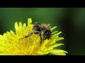 Джміль польовий bombus pascuorum природа україна nature insects bumblebee