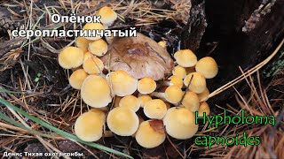 Опёнок серопластинчатый | Hypholoma capnoides | ГРИБОТЕКА