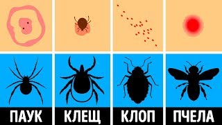 Как распознать укус насекомого и что с ним делать