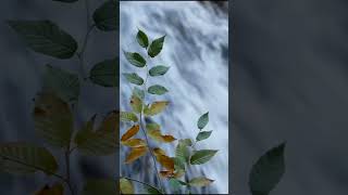 Water falling downhill rocky mountain || Plant dancing in fiercy winds || Relaxation