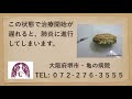 亀の常在菌による肺炎の症状を亀の病院が解説：大阪堺のキキ動物病院