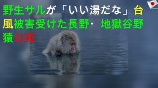 「いい湯だな」野生サルの入浴始まる