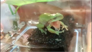 樹蛙脫皮過程  白氏樹蛙 White's tree frog 寵物