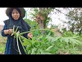 Ambil pohon pepaya dari kebun untuk dimasak tumis pedas daun pepaya