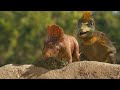 Troodon hunts Pachyrhinosaurus baby in front of pack & regrets it | Walking with Dinosaurs 3D