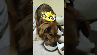 美味しいご飯を要求する野犬の子【保護犬めぐちゃん】